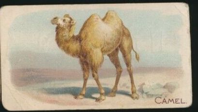 E28 Camel.jpg